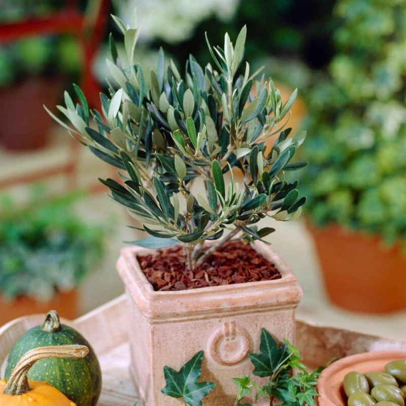 Image of YouGarden Mini Olive Tree Plants 15cm Pot Green 42432015000