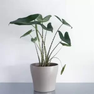 Image of YouGarden Alocasia Zebrina