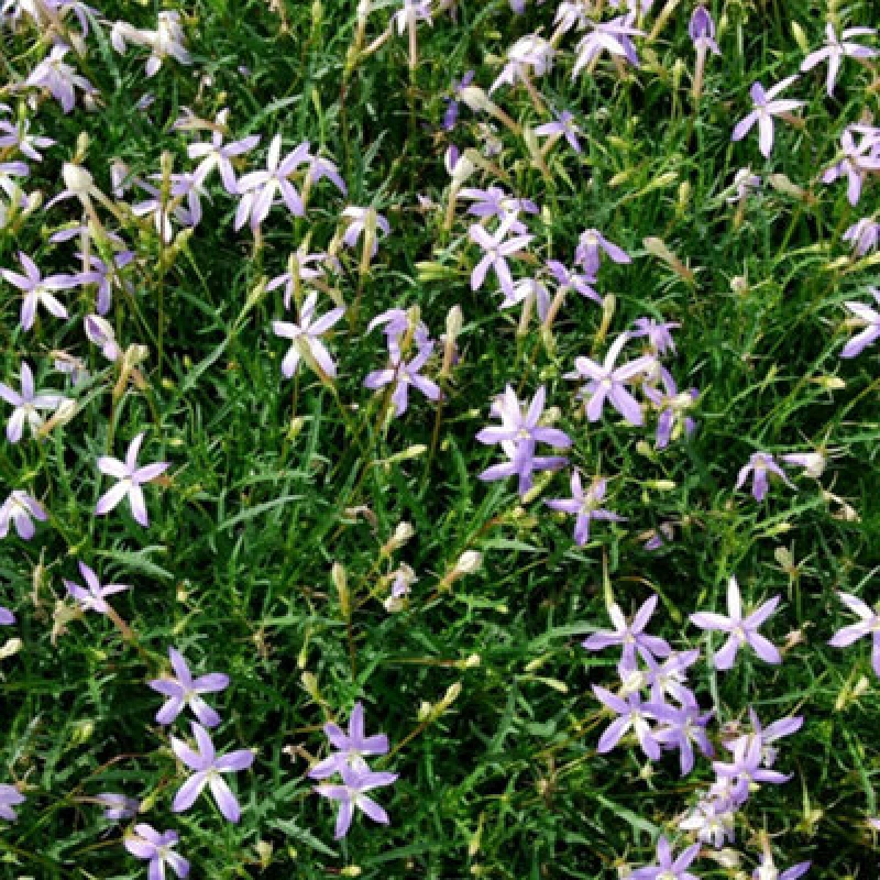 Image of Laurentia Starry Mauve-Blue & White Annual Flower Seeds - 50 Seeds By Thompson & Morgan