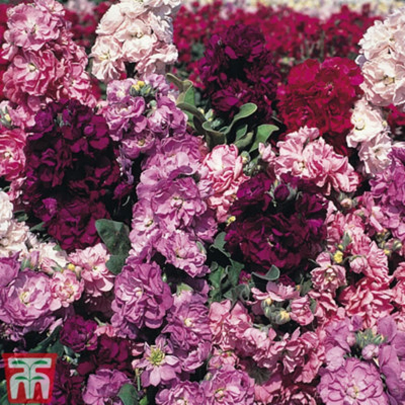 Image of Thompson & Morgan Stocks Incana Tudor Tapestry 1 Packet (50 Seeds)