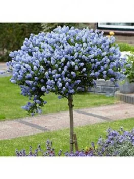 Image of Pair Ceanothus Standards 90Cm