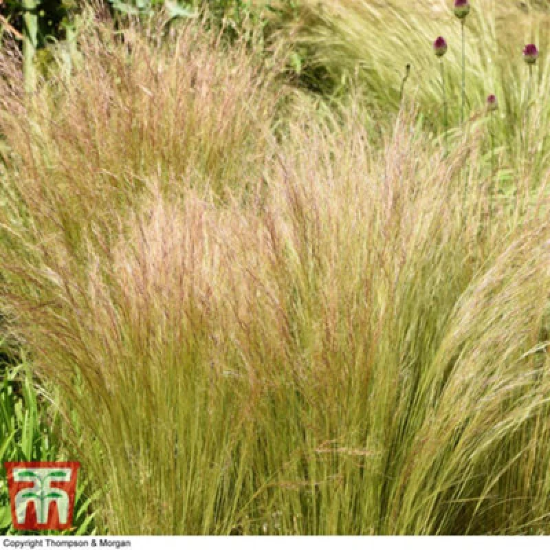 Image of Thompson & Morgan Stipa Tenuissima 1 Litre Potted Plant X 2
