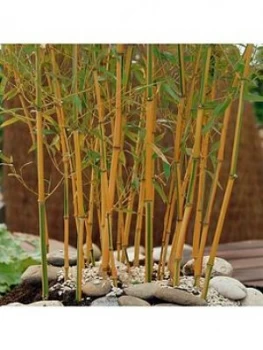 Image of Yellow Bamboo 2L