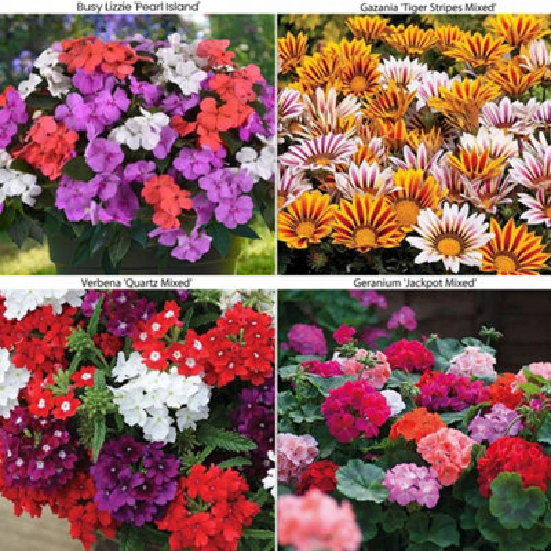 Image of Thompson & Morgan Mixed Summer Container Collection - 48 Plug Plants