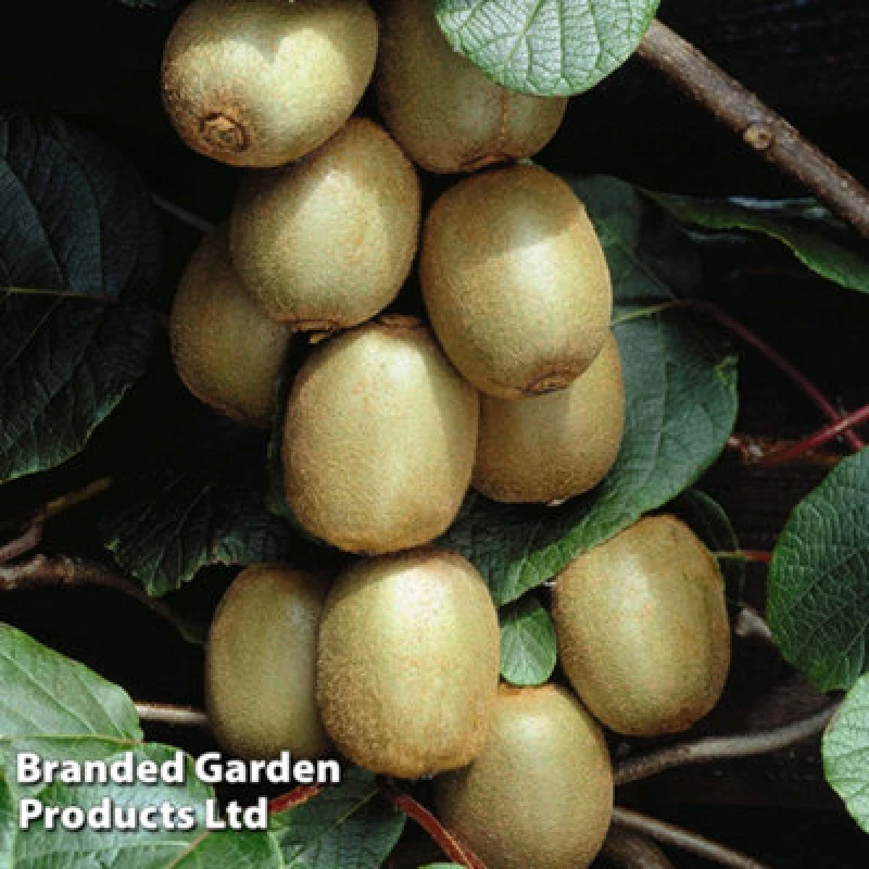 Image of Thompson & Morgan Actinidia (Kiwi) Deliciosa Hayward 15Cm Potted Plant X 3