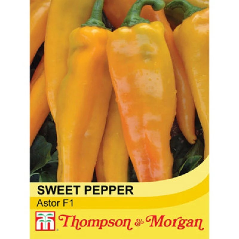 Image of Thompson & Morgan Pepper Sweet Astor F1 Hybrid 1 Seed Packet (8 Seeds)
