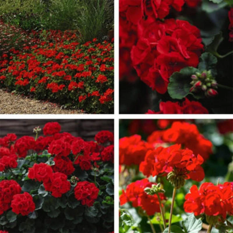 Image of Thompson & Morgan Geranium Best Red -24 Plug Plants - Summer Colour, Ideal For Patio Containers