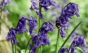 Image of English Bluebells in the Green Collection: 50 Bulbs