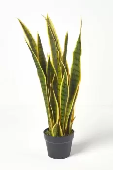 Image of Snake Plant, 74cm Tall