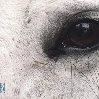 Image of Ania Karpowicz, Piotr Salajczyk, Hubert Zemler, Kamila Wasik - Lucia Dlugoszewski: Openings of The (Eye)/Lords of Persia CD