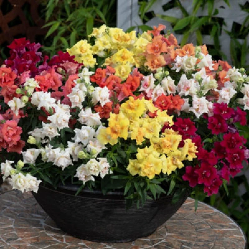 Image of Thompson & Morgan Antirrhinum Sweet Duet Mix F1 1 Seed Packet