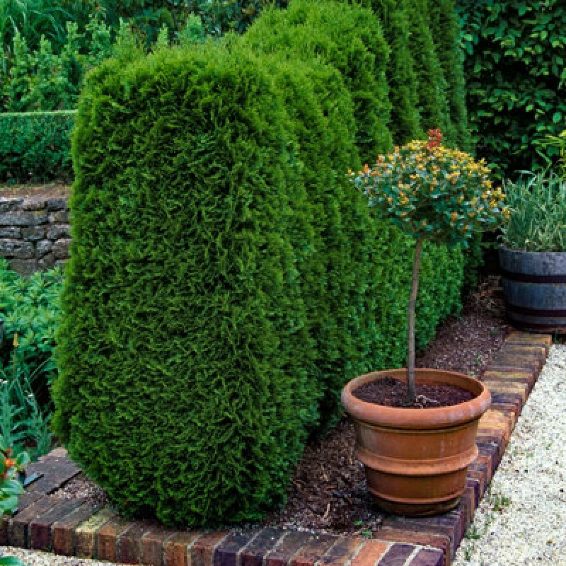 Image of You Garden Yougarden Thuja Occidentalis 'smaragd' In 9Cm Pots X 12, White Cedar Shrubs For Gardens, Garden Ready Potted Shrubs For Patios