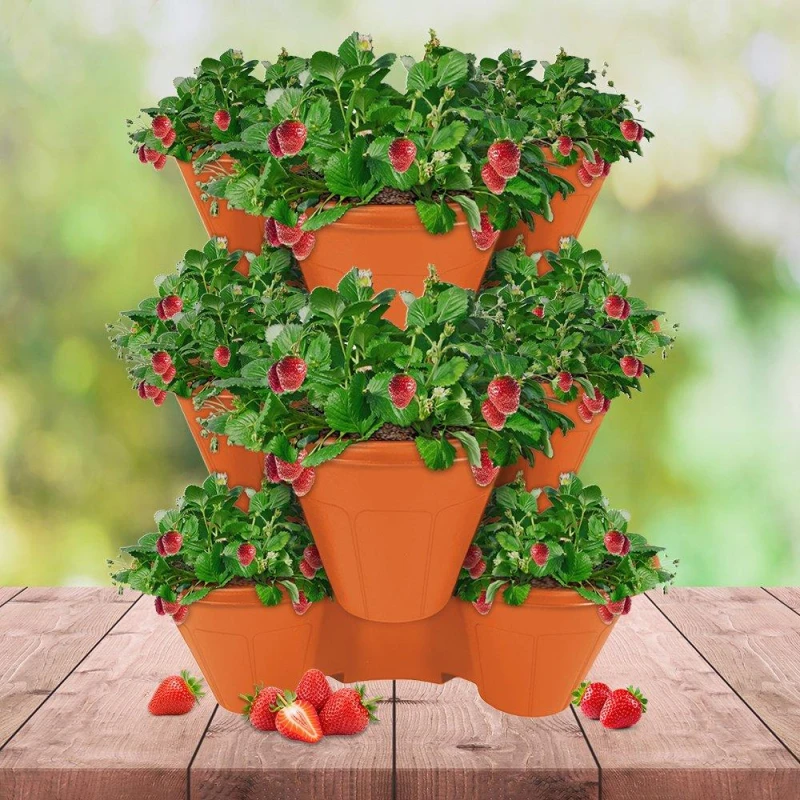 Image of YouGarden Strawberry Growing Kit - Sweet Colossus Multi unisex 12 plants