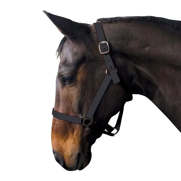 Image of Requisite Economy Headcollar - Black Pony