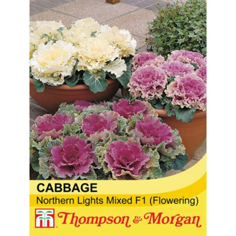 Image of Thompson & Morgan Cabbage Northern Lights Mixed 1 Seed Packet (30 Seeds)