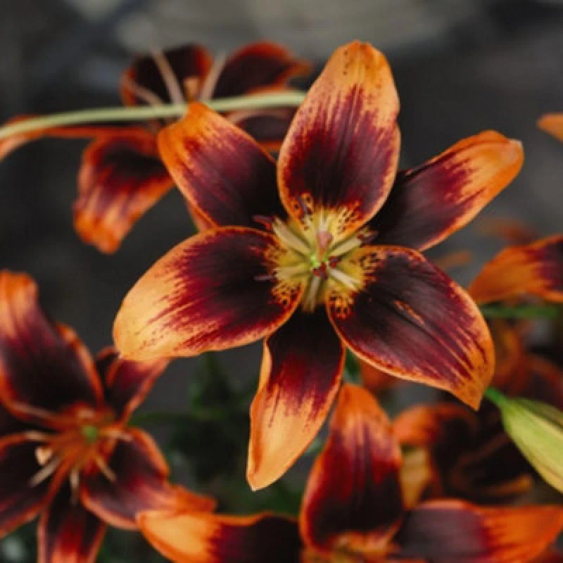 Image of Thompson & Morgan Lily Forever Susan 5 Bulbs - Summer Flowering