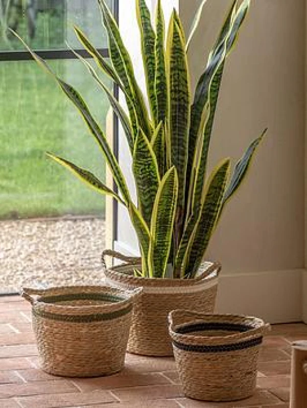 Image of Crossland Grove Potted Sansevieria Plant 4ft, Green 5056693592877