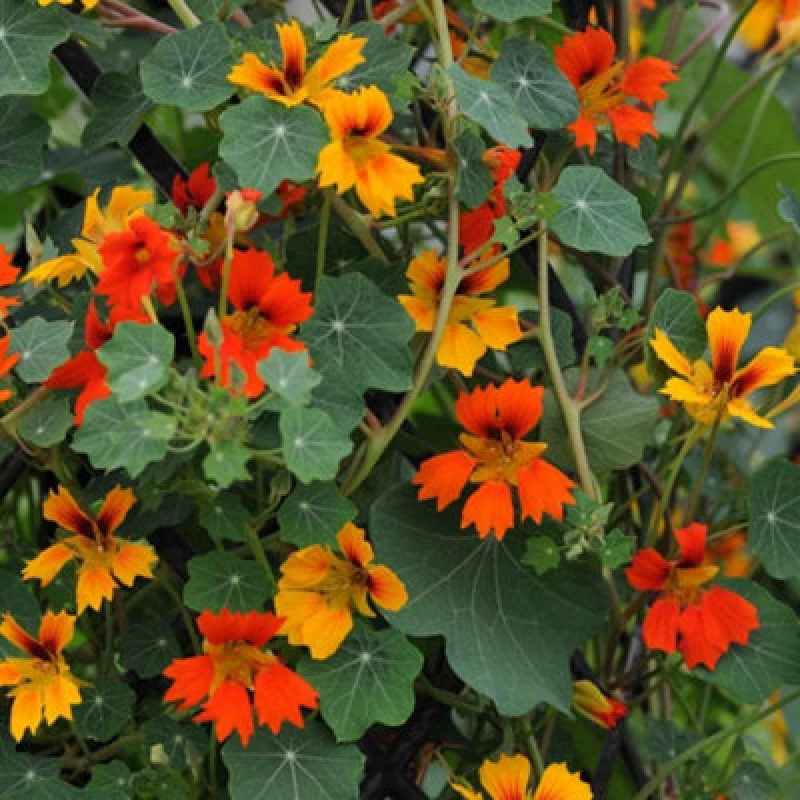Image of Thompson & Morgan Nasturtium Minor Phoenix 1 Seed Packet (25 Seeds)