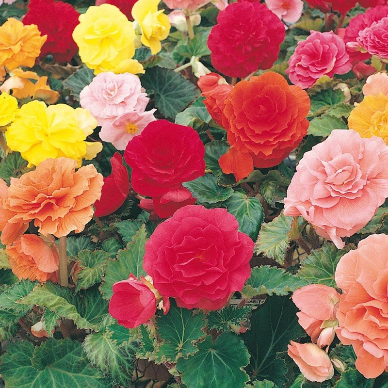 Image of You Garden Yougarden Begonia 'bonanza', Set Of 30 Mixed Tubers, With Upright, Trailing, And Begonia 'non Stop', Ready To Grow On And Plant Ou