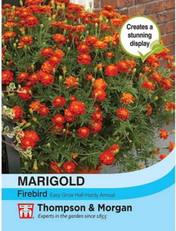 Image of Thompson & Morgan Marigold Firebird 1 Packet (50 Seeds)
