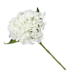 Image of Hydrangea White