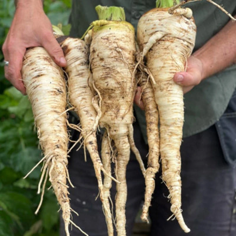 Image of Thompson & Morgan Parsnip Sabre F1 1 Seed Packet