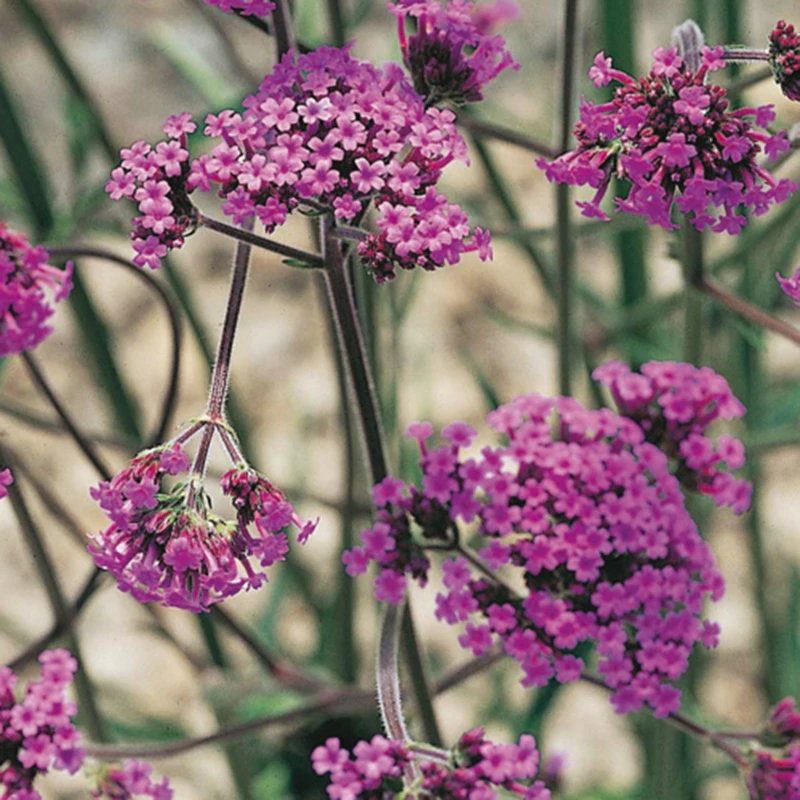 Image of You Garden Verbena Bonariensis In A 9Cm Pot (Pack Of 3)