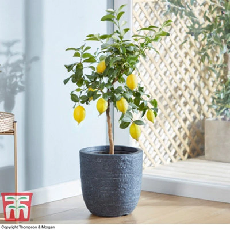 Image of Thompson & Morgan Citrus Fruit Lemon Potted Plant X 2