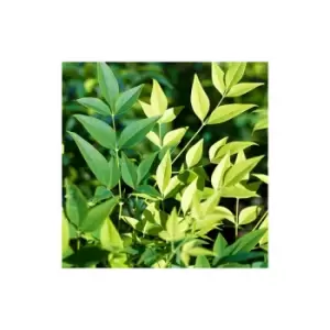 Image of Nandina Lemon and Lime 17cm