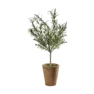Image of Crossland Grove Lavender/Olive Tree W/Clay Pot 600Mm