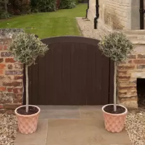 Image of YouGarden Standard Olive Tree