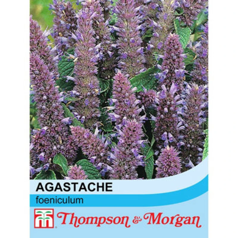 Image of Thompson & Morgan Agastache Anisata 1 Seed Packet (60 Seeds)