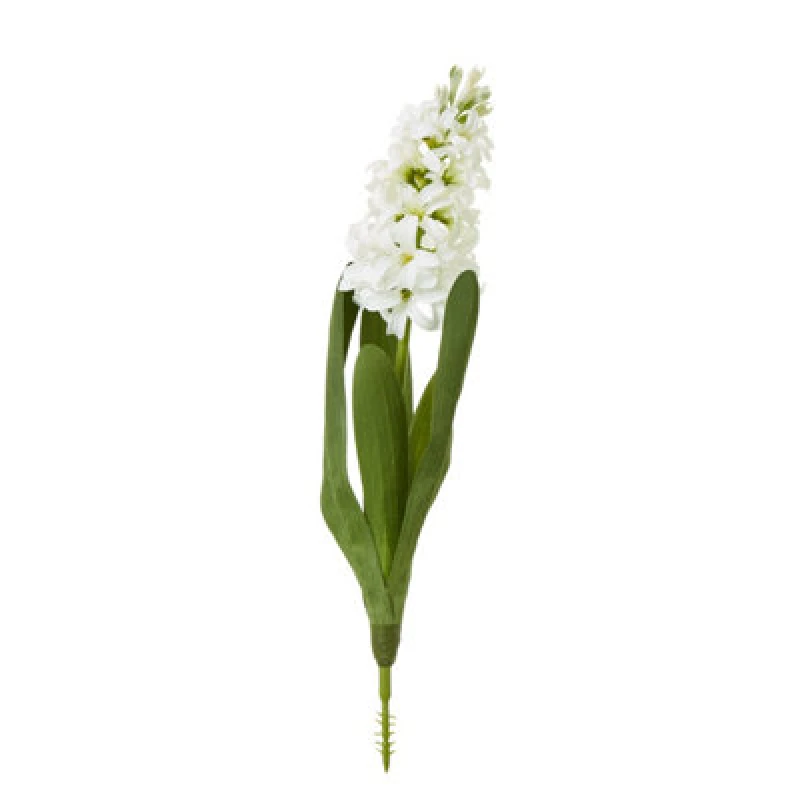 Image of White Hyacinth Stem