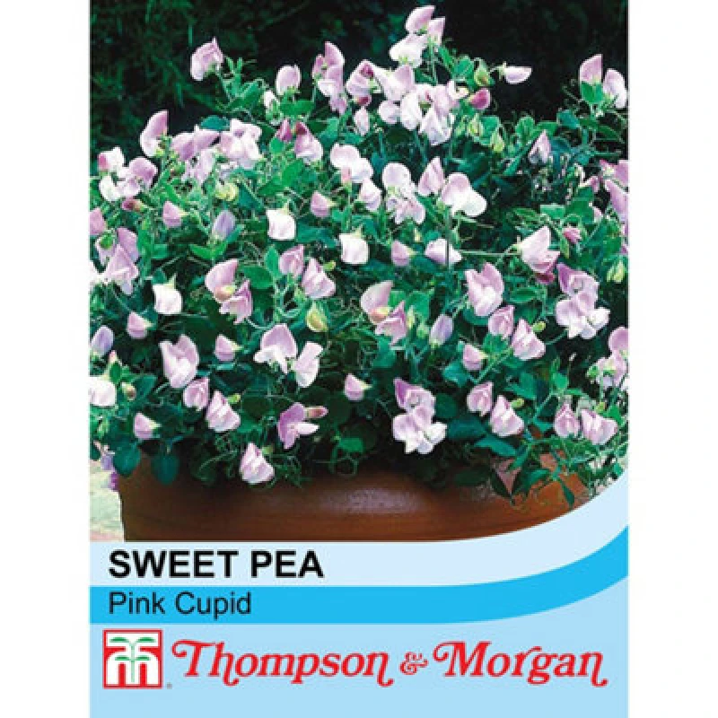 Image of Thompson & Morgan Sweet Pea Pink Cupid 1 Packet (20 Seeds)