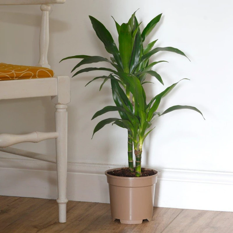Image of YouGarden Dracaena deremensis Janet Craig - Dragon Tree Green unisex 17cm pot
