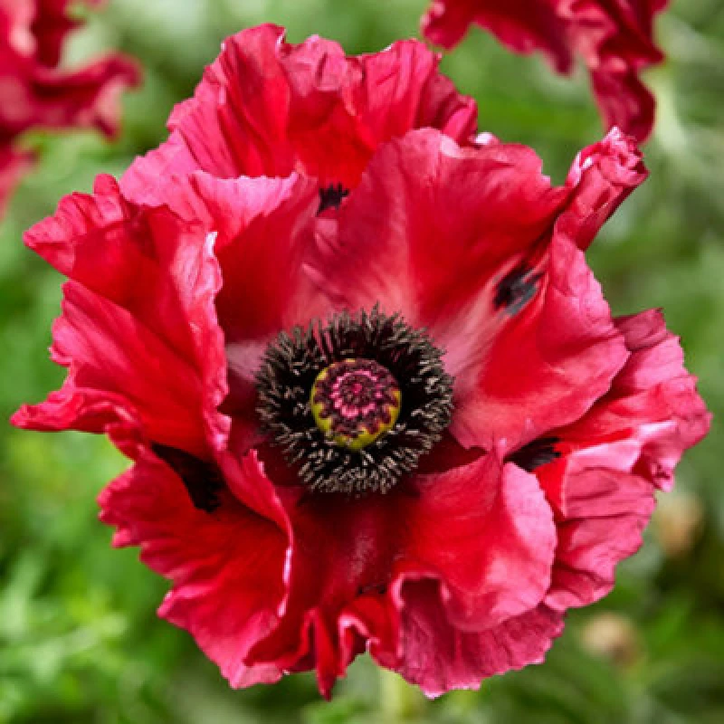 Image of You Garden - Papaver 'red Rumble' Oriental Poppy Three Established Plants In 9Cm Pots