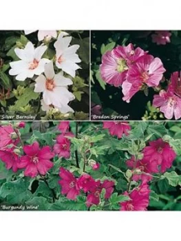 Image of Lavatera Hardy Mallow Collection 3 X 9Cm Potted Plants