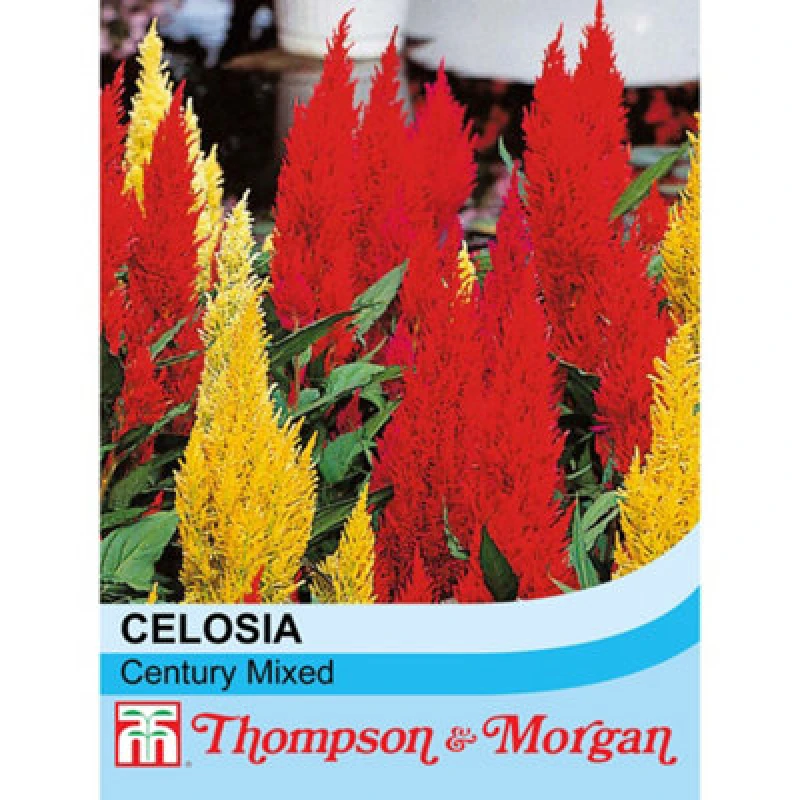 Image of Thompson & Morgan Celosia Century Mixed 1 Seed Packet (100 Seeds)