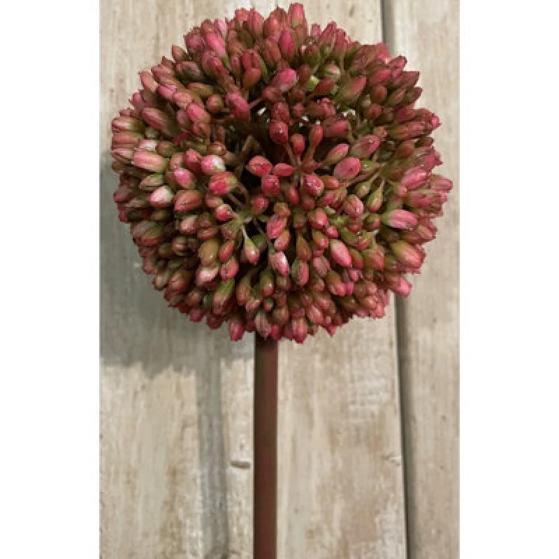 Image of Pink Allium
