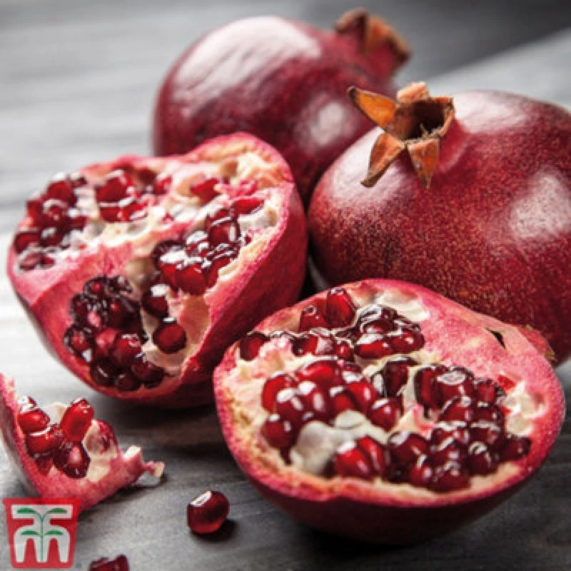 Image of Thompson & Morgan Fruit Pomegranate (Punica Granatum) Provence 5 Litre Potted Plant X 1