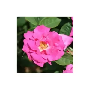 Image of Yougarden - Climbing Rose 'Zephirine Drouhin' 3L Potted