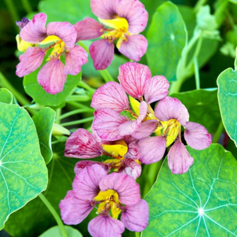 Image of Thompson & Morgan Nasturtium Purple Emperor 1 Seed Packet (25 Seeds)