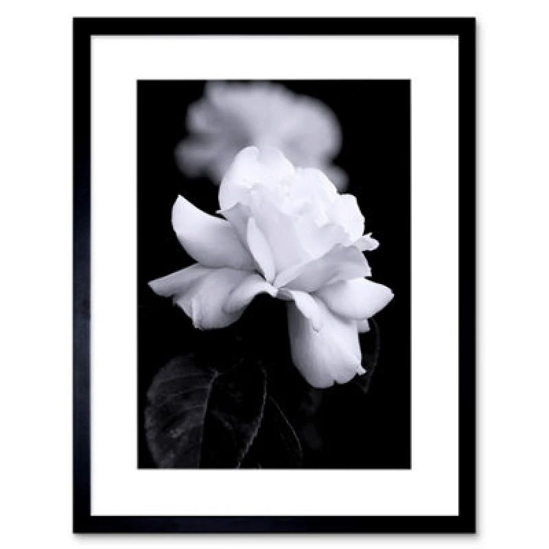 Image of Artery8 Photo Nature Black White Rose Petal Flower 12X16" Framed Wall Art Print