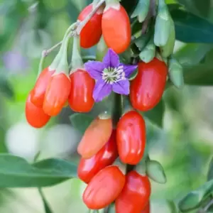 Image of Yougarden Goji Berry 'Instant Success' in 2L Pot
