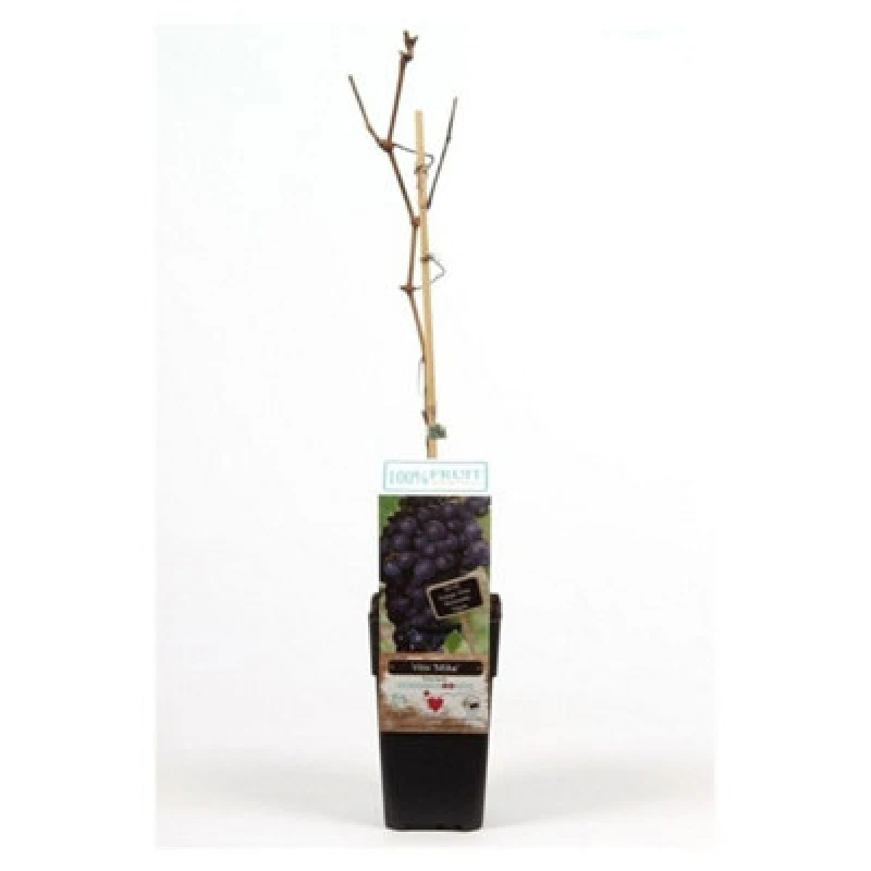 Image of Thompson & Morgan Vitis (Grape) Mika 15Cm Potted Plant X 1