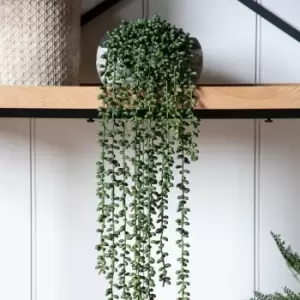 Image of Crossland Grove String Of Pearls In Soil L710Mm
