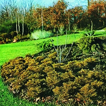 Image of The Hipshakes - Maximum Growth And Vigour Vinyl