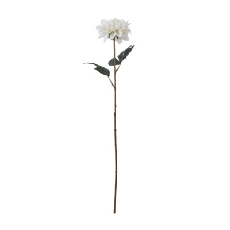 Image of The Natural Garden Collection Tall White Dahlia