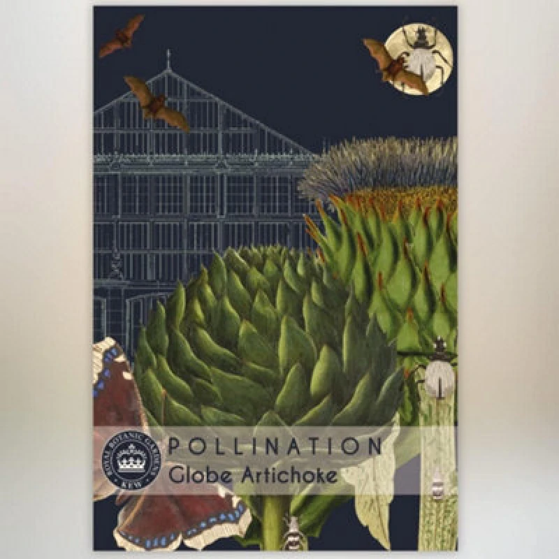 Image of Thompson & Morgan Artichoke Green Globe Improved 1 Seed Packet (40 Seeds)