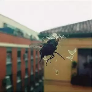 Image of Gran Pantalla by Biznaga CD Album